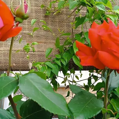 Jamakovic - Free Garage Parking *